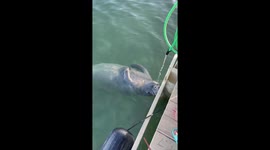 'Freshwater > saltwater' - Manatee drinking from a hose... while floating in the sea