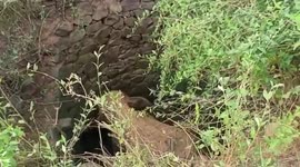 Incredible rescue: Elephant safely recovered from desolate well in Odisha, India