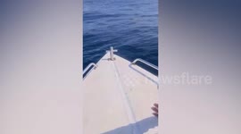 Tourists rescue sea turtle caught in fishing net near Thai islands