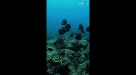 'Beauty & Elegance' - Awe-striking underwater glimpses of Manta and Eagle Rays