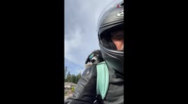 Man onboards his cool dog for a motorcycle ride *Crazy Dog Life*