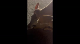 Man Escorts Deer Off Road