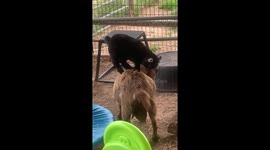 Pygmy Goat Tator Plays On His Mom