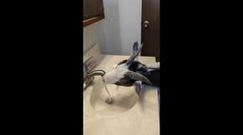 Goat Seems To Be An Undercover Puppy