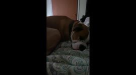 Dog's Snoring Sounds Cartoonish
