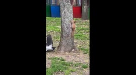 Catch me if you can! Squirrel outsmarts crow in thrilling chase