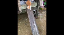 Kitten's slippery slide: a misadventure from the edge of a wooden abode