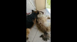 Dog Cries Over His Sleeping Friend