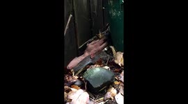 Neighbor Under Our Fence