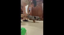 Tiny Dachshund Doing Yoga Poses