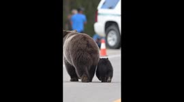 Grizzly Mama And Her Cub In Wyoming