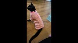 Squid the Cat Less Than Impressed With Pajamas