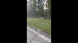 Saving a Piebald Deer