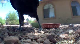 Raven Tries To Eat Camera