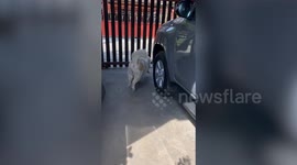 Helpful pet dog excitedly brings parcel from delivery man to owner