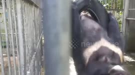 Playful bear cools off by hanging upside down on tire swing while showering in cage