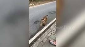 Wild monkey troop follows tourists around to steal food and drink their water