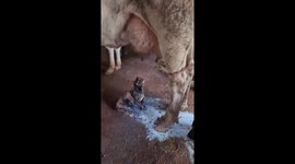 Dairy Cow Feeds Thirsty Friends
