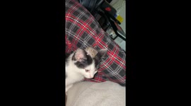 Sleepy Mouse Cuddles Kitten