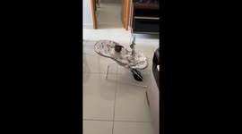 Silly Kitty Relaxes In Swinging Chair