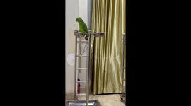 Old Macdonald Had A Parrot