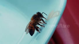 Cute bee got really tired and landed in my house so I gave it some honey and started cleaning itself