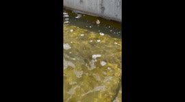 Rescuing Lost Ducklings