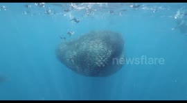 Make Way For The Whale Shark