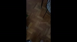Innocent Dog Surrounded By Trash