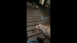 Raccoon Slyly Swipes Slide