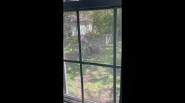 Dog Comforts Grieving Man With Game of Fetch