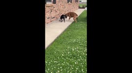 Garden Snake Versus Boxer Dog