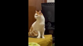 Tom Cat Disapproves of Sneezes