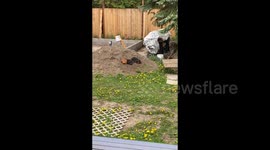 A chickens life can be a privilaged life that can make everyone happy if you treat them like family
