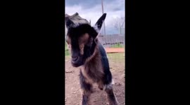 Patient Pig 'Panda' Plays With Baby Goats