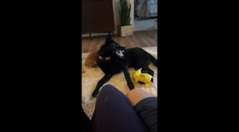 Corgi Takes A Nap In Gaping Maw Of A Gentle Beast