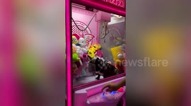 Pet French Bulldog sits inside toy claw machine while customers play game