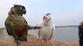 Pushy pet parrot bullies best friend by kicking him on bird perch