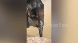 Elephant cools off in mud bath under afternoon sun at wildlife sanctuary in Cambodia