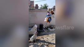 Adorable pet French bulldog patiently waits for dolls to dry