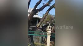 Wild monkeys climb all over pickup truck caught in traffic jam
