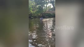 French bulldog adorably swims across river