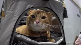 The best of Thailand's adorably cute pet expos