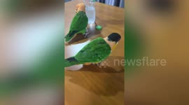 Thirsty parrots lap at cool water bottle
