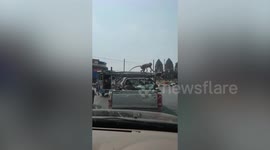 Rowdy wild monkeys vandalise cars stuck in traffic
