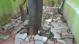 INTENSE DOG FIGHT WITH INDIAN COBRA!!!