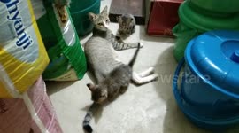 Baby cute  kittens playing with mom's tail, and mom cat enjoying that play