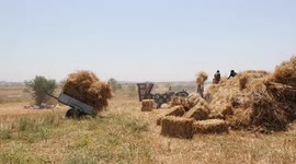 Palestinian farmers harvest wheat at a field near the border with Israel, east of Gaza city