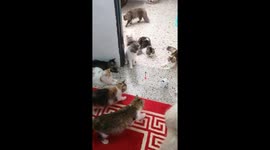 Cats mesmerised (and terrified) by clockwork toy horse