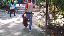 Baby orangutan hangs off carer's leg 'like koala bear'